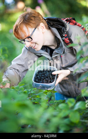 A woman picks wild blackberries fruit from path in edinburgh city centre Stock Photo