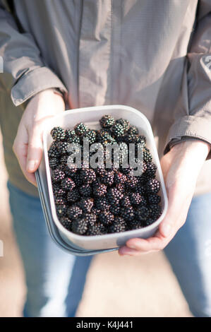 A woman picks wild blackberries fruit from path in edinburgh city centre Stock Photo