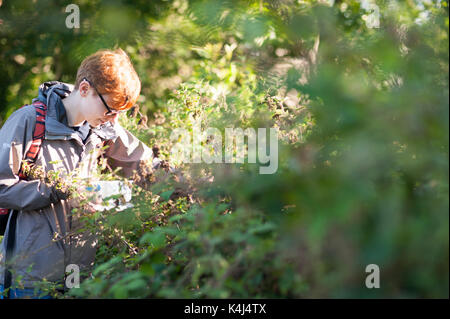 A woman picks wild blackberries fruit from path in edinburgh city centre Stock Photo