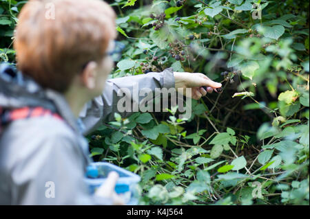 A woman picks wild blackberries fruit from path in edinburgh city centre Stock Photo