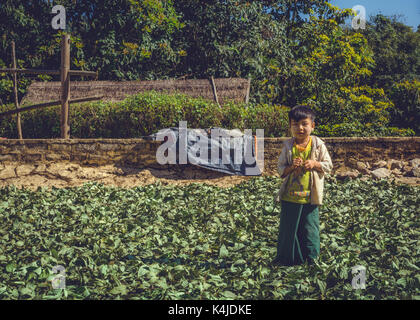 Shan State, Myanmar, Burma. A young boy standing amongst tea leaves that are drying in the sun. Stock Photo