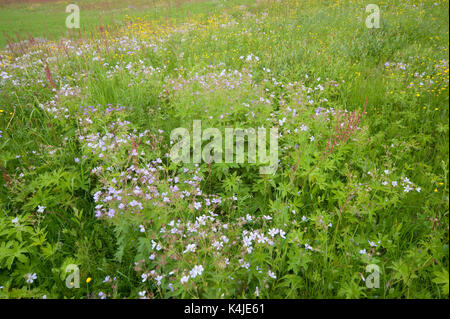 Meadow flowers and grasses, Kuhmo, Finland, Lentiira, Vartius near Russian Border, colourful Stock Photo