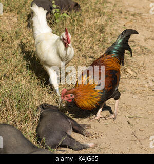 Pigs and rooster in farm, Ban Gnoyhai, Luang Prabang, Laos Stock Photo