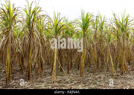 Sugar cane growing in a field in Phuket, Thailand Stock Photo
