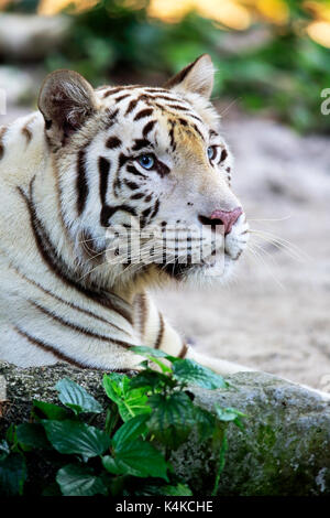 White Bengal tiger (Panthera tigris tigris), adult resting, portrait, captive, occurrence India Stock Photo