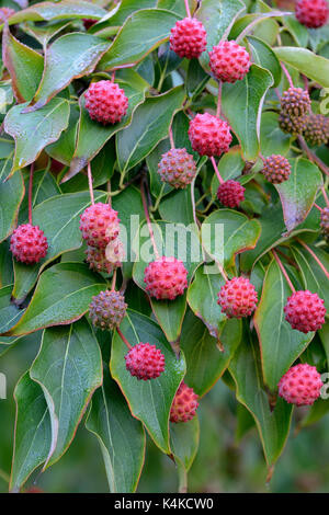 Cornus kuosa chinensis (Cornus kuosa chinensis), raspberry-like fruit ...