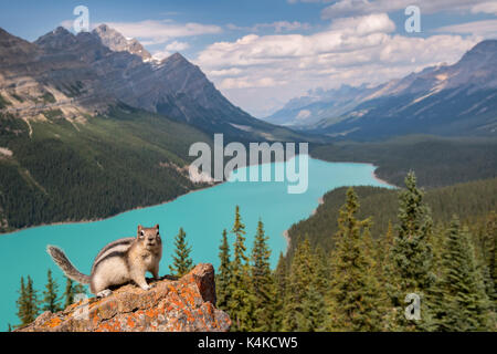 Golden-mantled ground squirrel (Spermophilus lateralis) in front of Peyto Lake, Banff National Park, Canadian Rocky Mountains Stock Photo