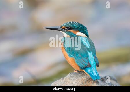 Young Common kingfisher (Alcedo atthis) standing on stone, Hesse, Germany
