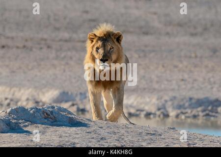 African lion (Panthera leo) at a waterhole, walking, Etosha National Park, Namibia
