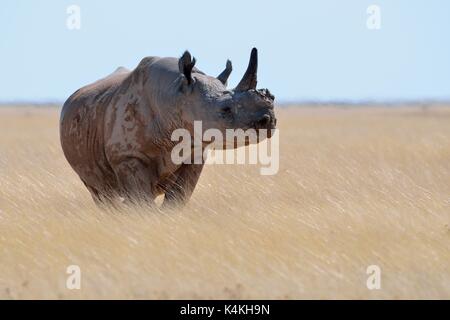 Black rhinoceros (Diceros bicornis) with a single horn, standing in dry grass, attentive, Etosha National Park, Namibia Stock Photo