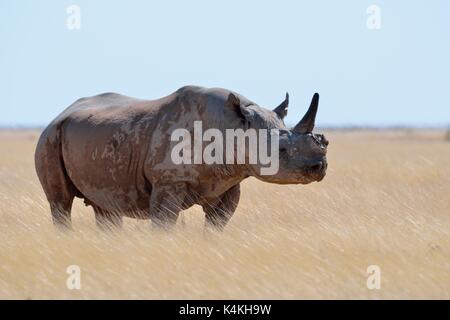 Black rhinoceros (Diceros bicornis) with a single horn, standing in dry grass, attentive, Etosha National Park, Namibia Stock Photo