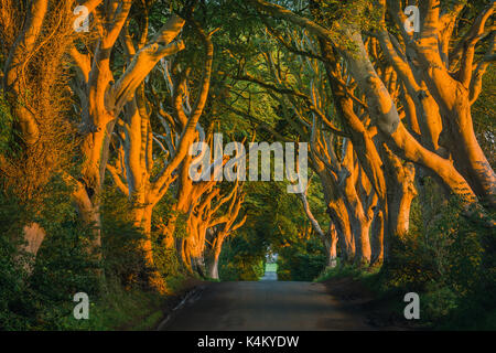The Dark Hedges is an avenue of beech trees along Bregagh Road between Armoy and Stranocum in County Antrim, Northern Ireland. Stock Photo