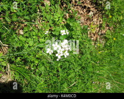 ANEMONE SYLVESTRIS  2017 Stock Photo