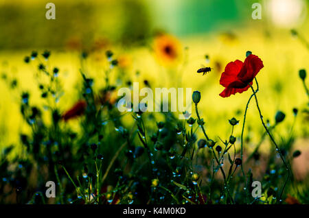 A bee in silhouette flying to a poppy flower Stock Photo