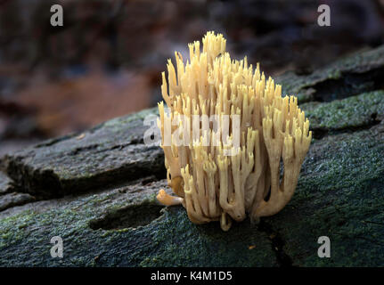 Ramaria stricta (Upright Coral fungus) Stock Photo