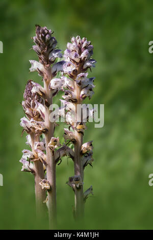 Thistle Broomrape (Orobanche reticulata) Stock Photo