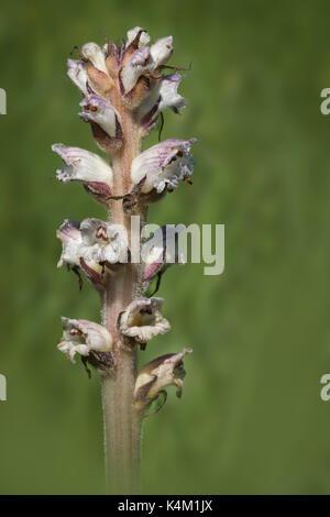Thistle Broomrape (Orobanche reticulata) Stock Photo