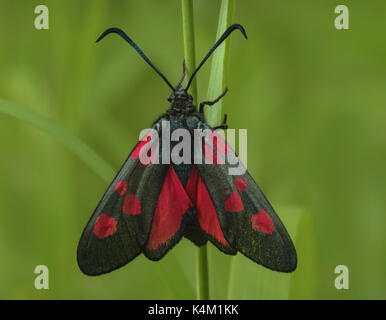 Five Spot Burnet Moth (Zygaena trifolii) Stock Photo