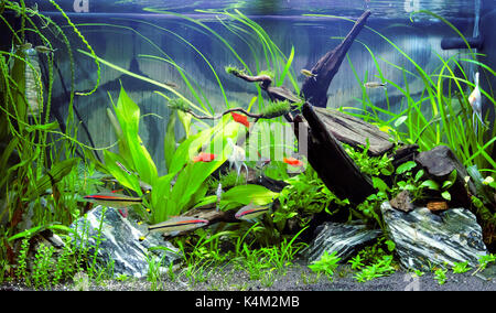 Freshwater aquarium Stock Photo
