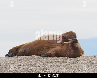 Funny yawning walrus on a beach in Svalbard, Norway