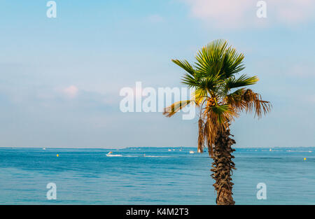 A speedboat in Cote d'Azur, France with palm tree in foreground Stock Photo