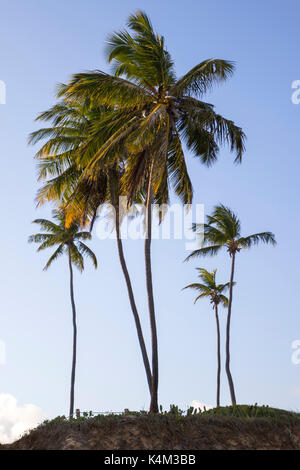 Palms trees on the beach during bright day Stock Photo - Alamy