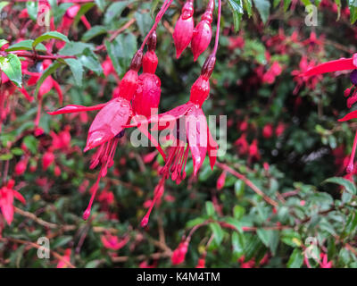 A colorful perennial bush of fuschia flowers with raindrops growing in Ireland Stock Photo