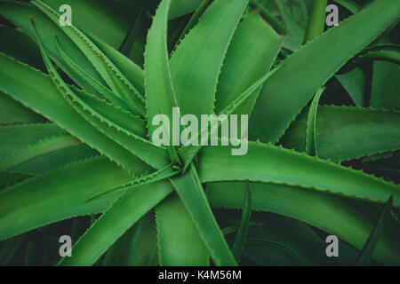 Closeup of leaves of the Aloe Vera plant species. Stock Photo