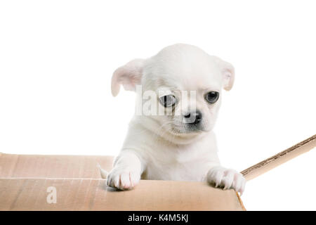 Chihuahua puppy looking out of the box. Isolated on white Stock Photo
