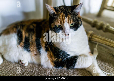 Angry annoyed calico cat sitting under chair on carpet looking down at home room Stock Photo
