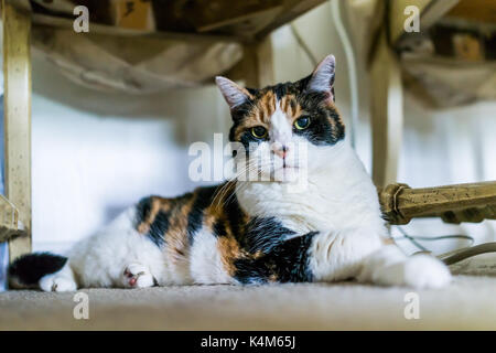 Angry calico cat sitting under chair on carpet looking angry at home room Stock Photo