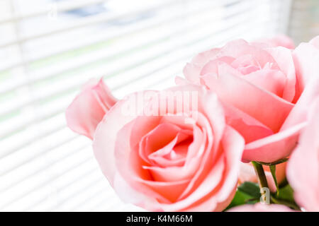 Bouquet of light bright pink roses macro closeup with blinds on window and sunlight Stock Photo
