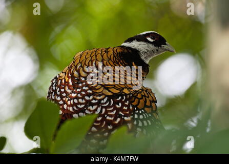 Reeves's pheasant (Syrmaticus reevesii) Stock Photo