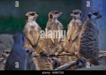 Meerkat (Suricata suricatta), captive, in zoo Stock Photo