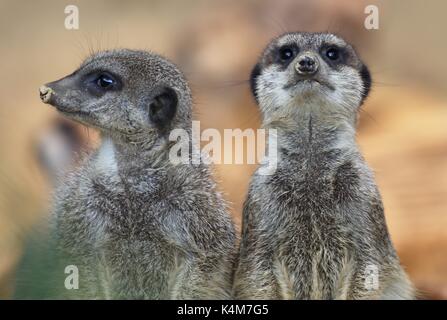 Meerkats (Suricata suricatta), captive Stock Photo