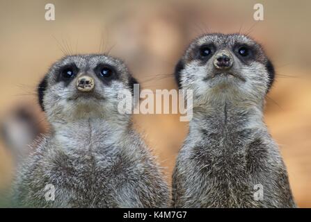 Meerkats (Suricata suricatta), captive Stock Photo