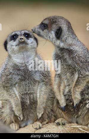 Concept alertness observant wildlife zoo animals community, copy space Meerkats (Suricata suricatta), captive Stock Photo