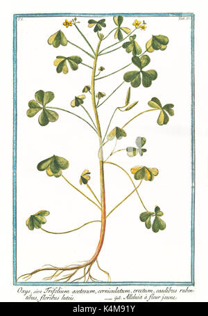 Old illustration of  Oxys, sive Trifolium acetosum, (Oxalys acetosella). By G. Bonelli on Hortus Romanus, publ. N. Martelli, Rome, 1772 – 93