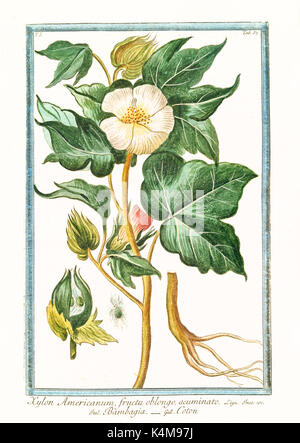 Old illustration of Xylon americanum (Gossypium herbaceum). By G. Bonelli on Hortus Romanus, publ. N. Martelli, Rome, 1772 – 93 Stock Photo
