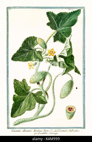 Old illustration of Cucumis silvestris (Ecballium elaterium). By G. Bonelli on Hortus Romanus, publ. N. Martelli, Rome, 1772 – 93 Stock Photo