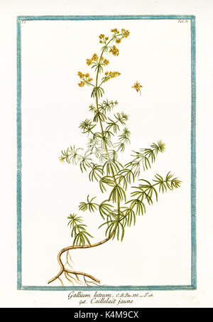 Old illustration of Gallium luteum (Galium verum). By G. Bonelli on Hortus Romanus, publ. N. Martelli, Rome, 1772 – 93 Stock Photo