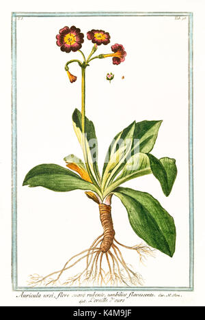 Old illustration of Auricula ursi (Primula auricula). By G. Bonelli on Hortus Romanus, publ. N. Martelli, Rome, 1772 – 93 Stock Photo