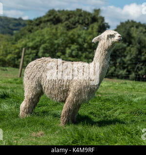 suri alpaca Stock Photo