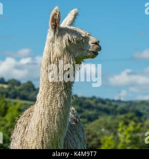 suri alpaca Stock Photo
