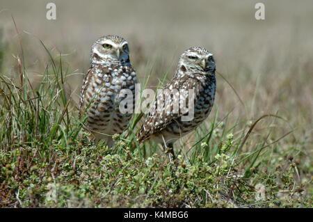 Burrowing Owl, Athene cunicularia, pair at nest, Florida, male and female. Stock Photo