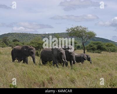 A breeding herd of Elephants in the Tarangire National Park, northern Tanzania Stock Photo