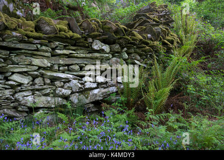 Traditional old drystone wall in the woods of Snowdonia, North Wales. New green ferns and flowering bluebells around the base of the wall. Stock Photo
