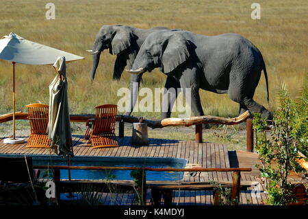 Elephants by the swimming pool. Taken at Kwetsani Camp in the Okavango Delta, Botswana Stock Photo
