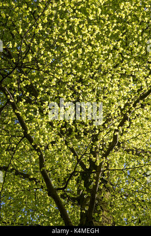 Brilliant green foliage on Beech trees in spring sunshine. A beautiful woodland near Llanbedr in North Wales. Stock Photo