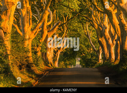 The Dark Hedges is an avenue of beech trees along Bregagh Road between Armoy and Stranocum in County Antrim, Northern Ireland. Stock Photo